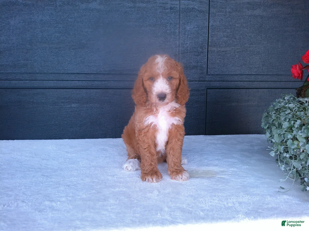 Goldendoodle dogs for sale: Kira - Ad 1