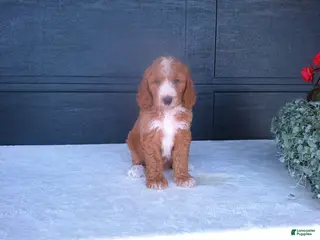 Goldendoodle dogs for sale: Kira - Ad 4