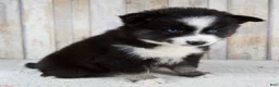 Pomsky dogs for sale: Bella - Ad 5