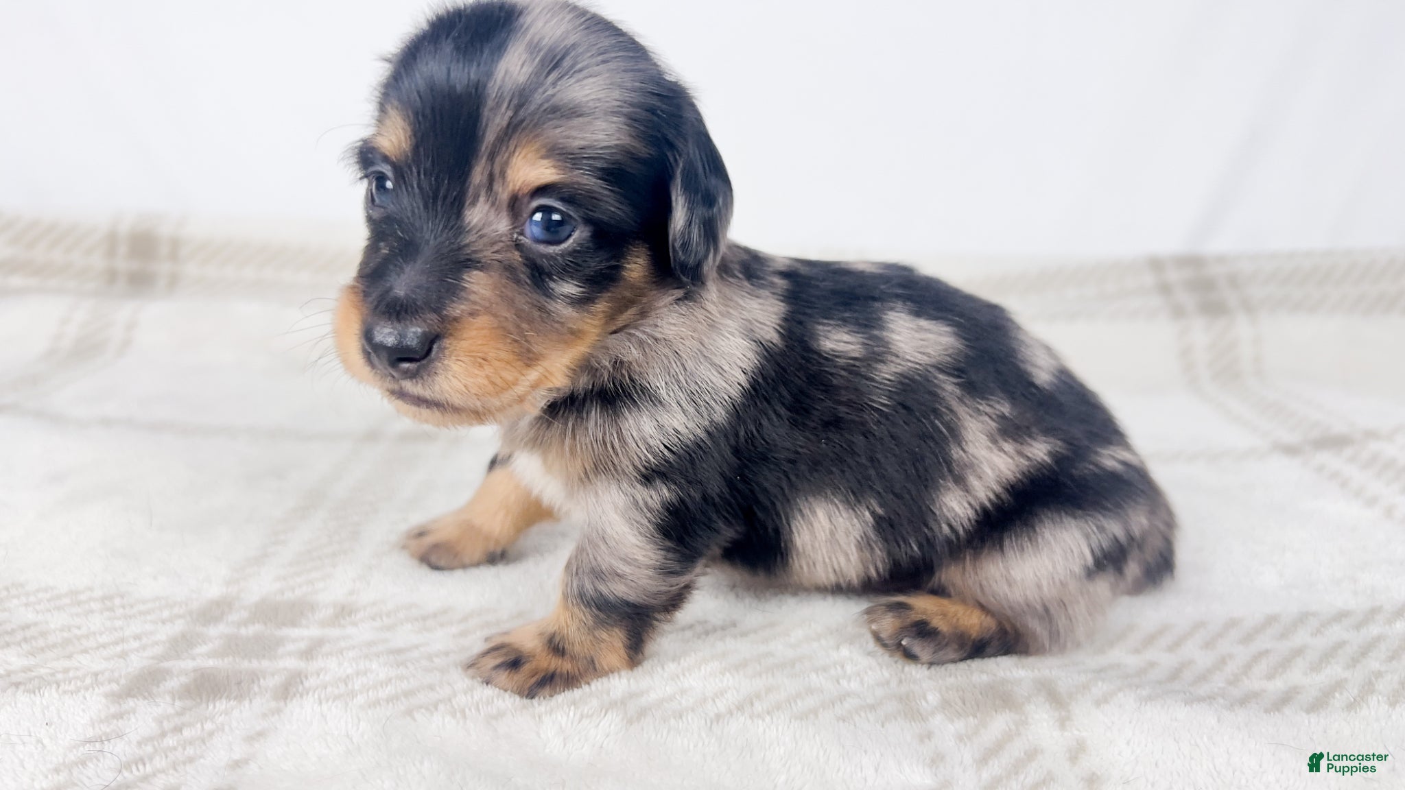 Miniature Dachshund dogs Chocolate - Ad 19