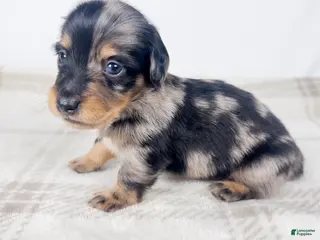 Miniature Dachshund dogs Chocolate - Ad 19