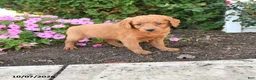Mini Goldendoodle dogs for sale: Parker - Ad 1