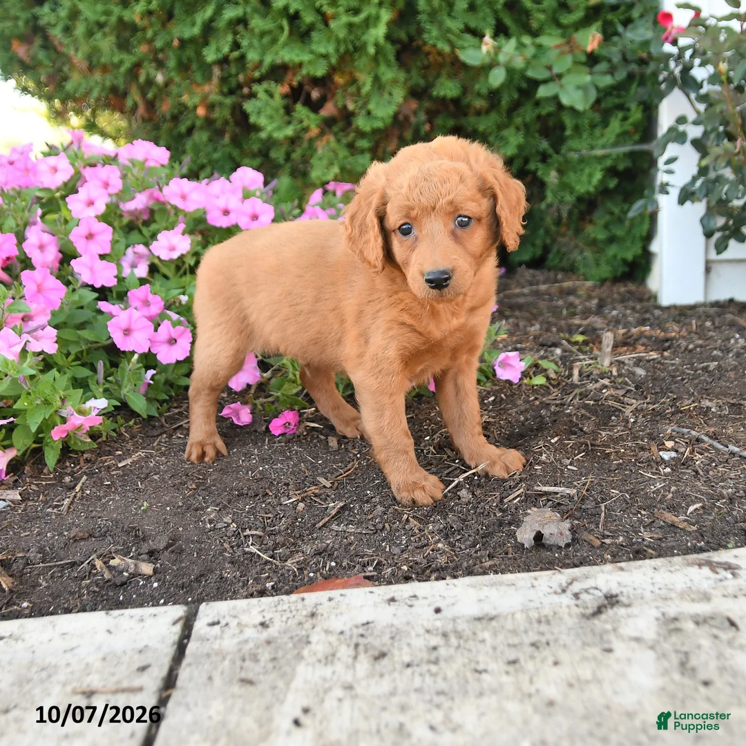 Mini Goldendoodle dogs for sale: Parker - Ad 1