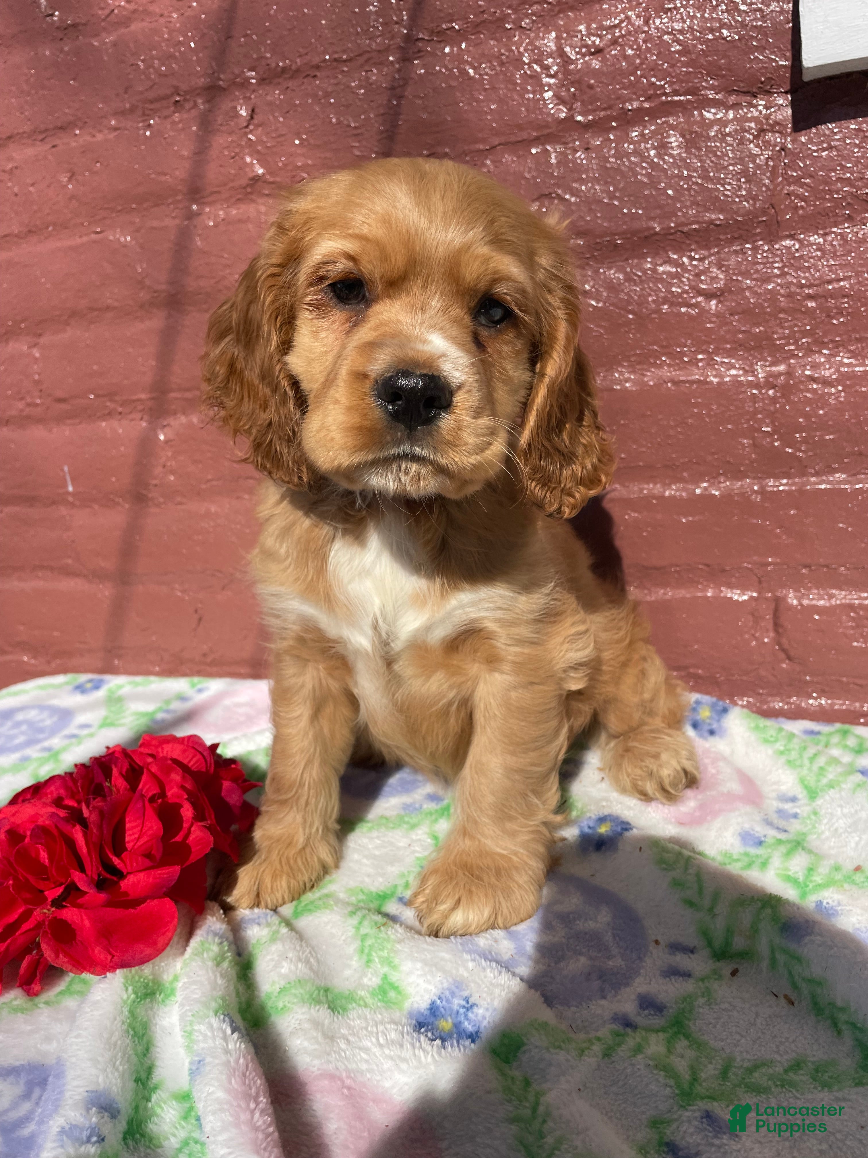 Cocker Spaniel dogs Muggles - Ad 39