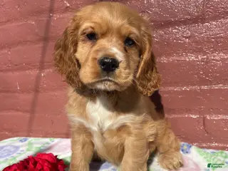 Cocker Spaniel dogs Muggles - Ad 39