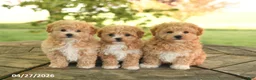 Maltipoo dogs for sale: Rudy - Ad 4