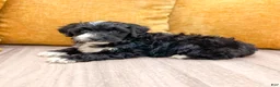 Yorkiepoo dogs for sale: Bear - Ad 3