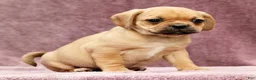 Puggle dogs for sale: Sophie - Ad 3
