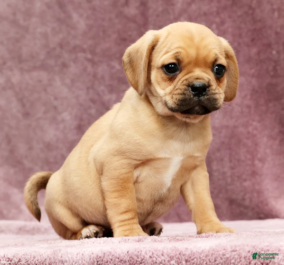 Puggle dogs for sale: Sophie - Ad 3