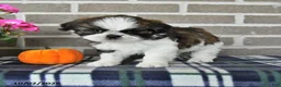 Shih Tzu dogs for sale: Carson - Ad 3
