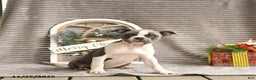 Boston Terrier dogs for sale: Kylie - Ad 5
