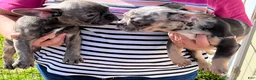 French Bulldog dogs for sale: French Bulldog Puppy 1 - Ad 5