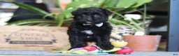 Mixed Breed dogs for sale: Shadow - Ad 7