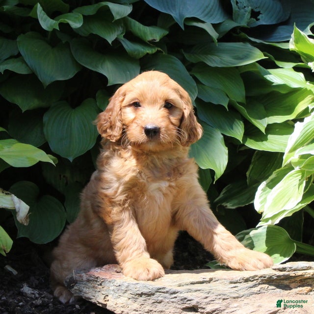 Irish Doodle dogs Ralph - Ad 1
