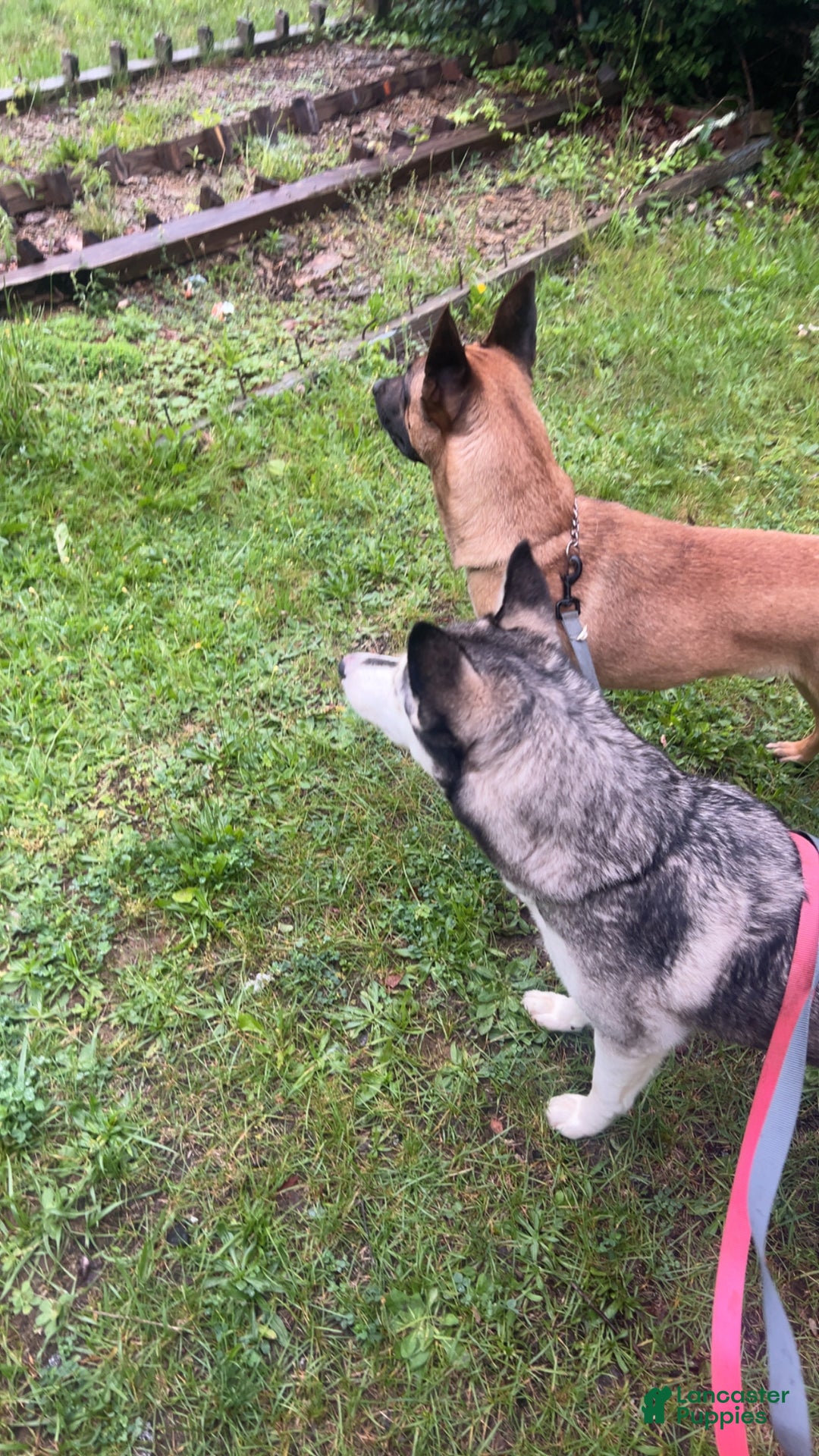 Mixed Breed dogs for sale: Boy 1 - Ad 8