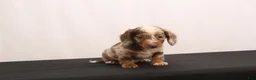 Dachshund dogs for sale: Snowy - Ad 5