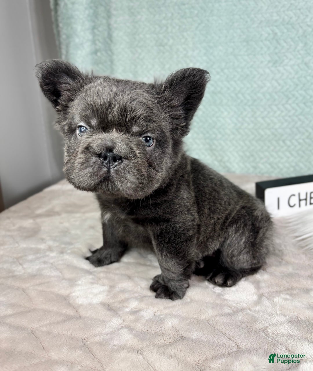 French Bulldog dogs for sale: Sonny - Ad 3