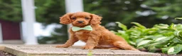 Cavapoo dogs for sale: Dax - Ad 7