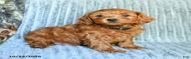 Archie