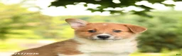 Welsh Corgi Pembroke dogs for sale: Jesse - Ad 4