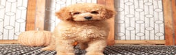 Mini Goldendoodle dogs for sale: Ernie - F1B Male Mini Goldendoodle  - Ad 2