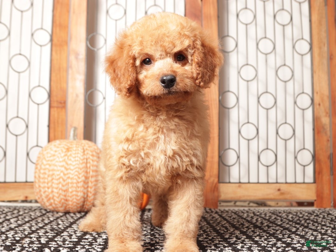 Mini Goldendoodle dogs for sale: Ernie - F1B Male Mini Goldendoodle  - Ad 2