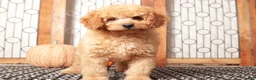 Mini Goldendoodle dogs for sale: Ernie - F1B Male Mini Goldendoodle  - Ad 2