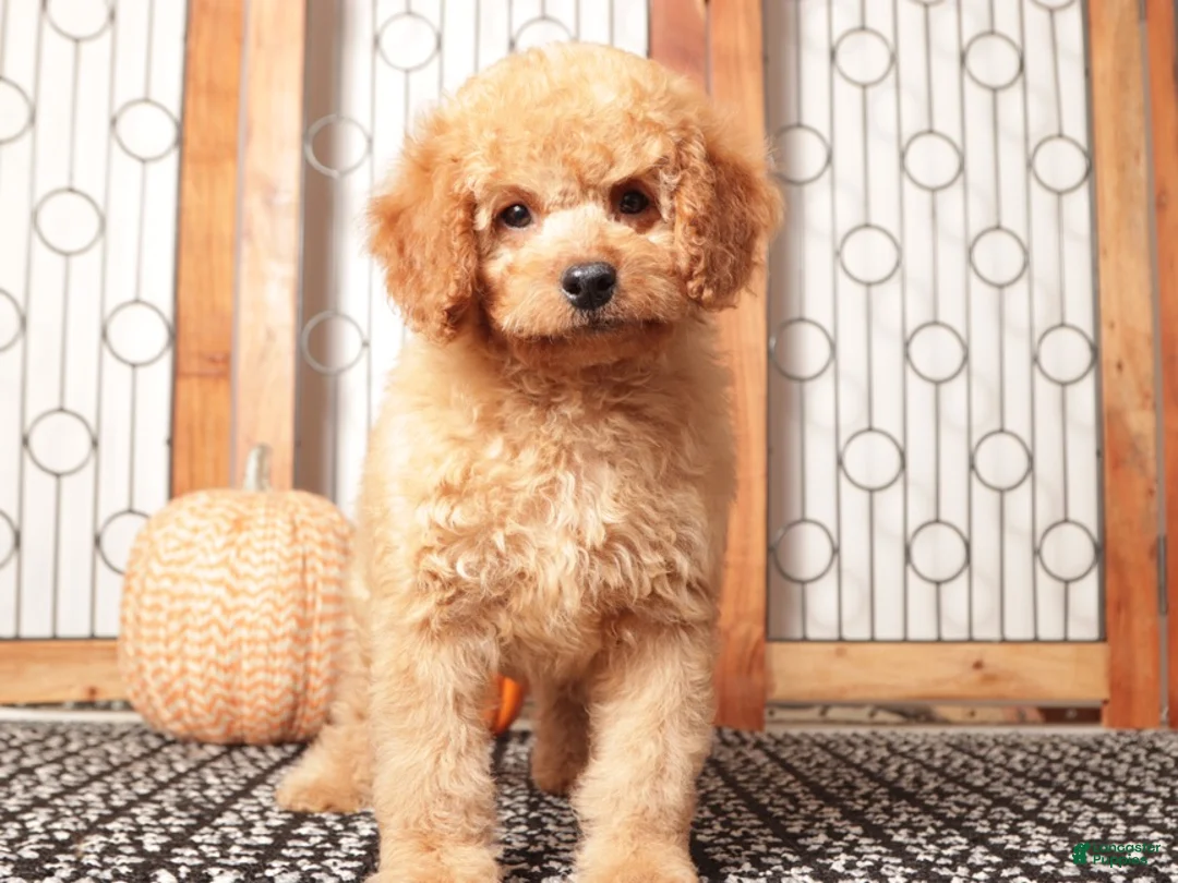 Mini Goldendoodle dogs for sale: Ernie - F1B Male Mini Goldendoodle  - Ad 2