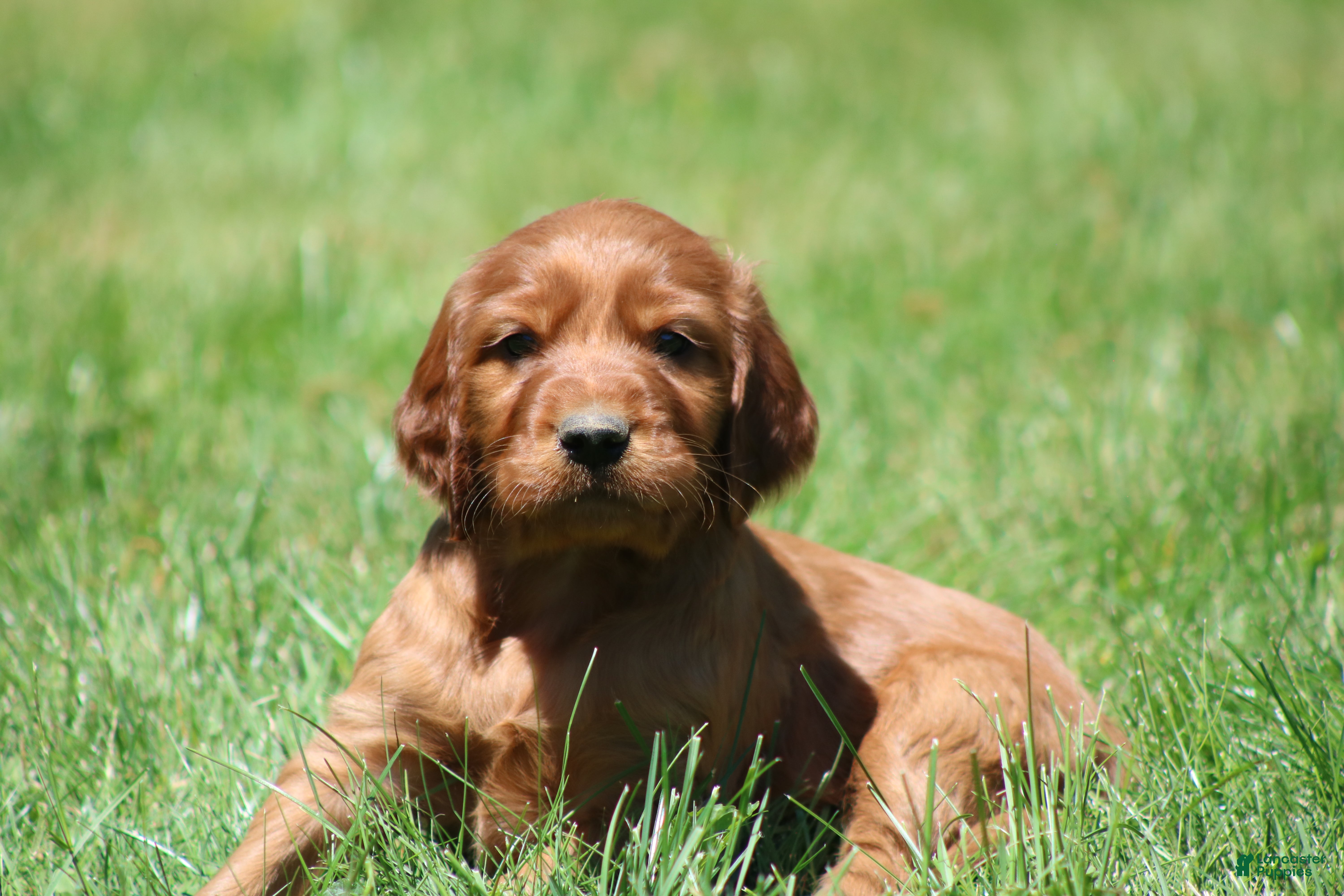 Irish Setter dogs for sale: Milo - Ad 8