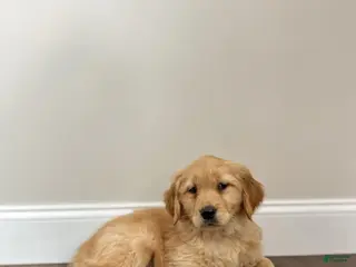 Golden Retriever dogs Poppy - Ad 6