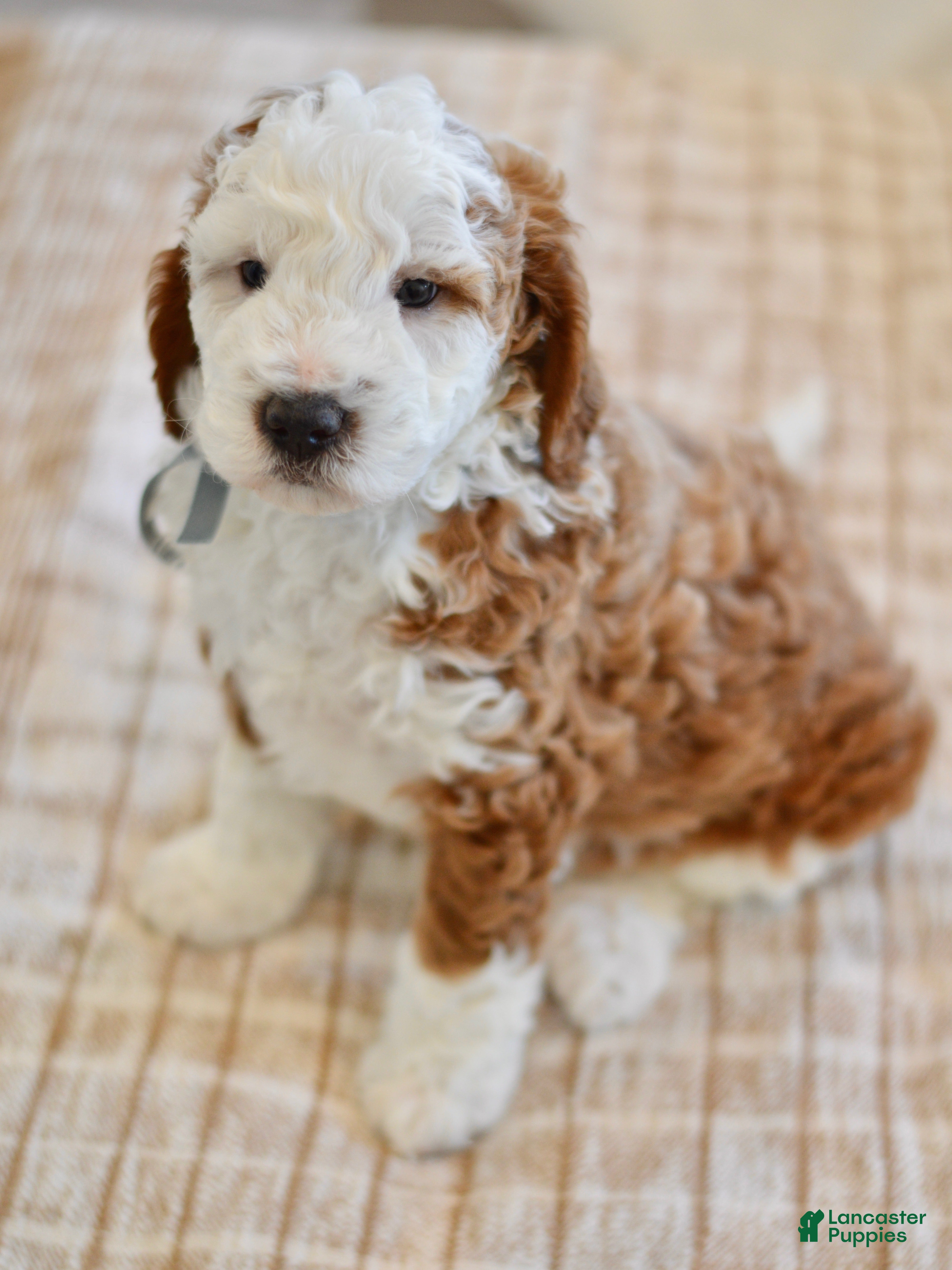 Goldendoodle dogs Basil - Ad 42
