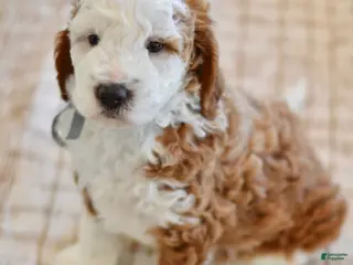 Goldendoodle dogs Basil - Ad 42