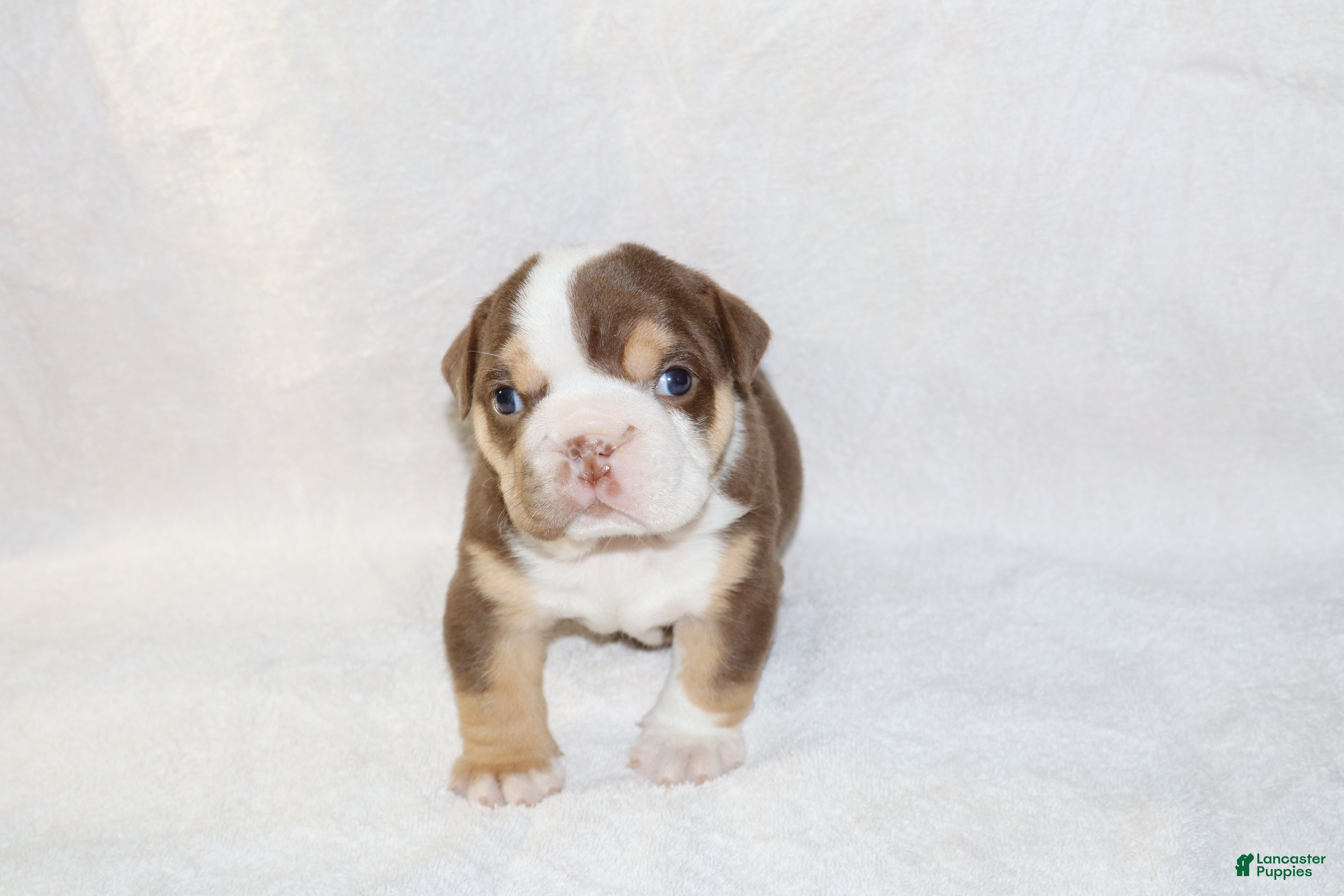 English Bulldog dogs Owen Grant - Ad 1