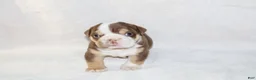 English Bulldog dogs for sale: Owen Grant - Ad 1