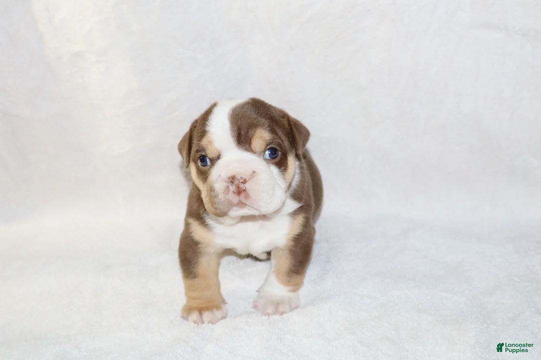 English Bulldog dogs for sale: Owen Grant - Ad 1