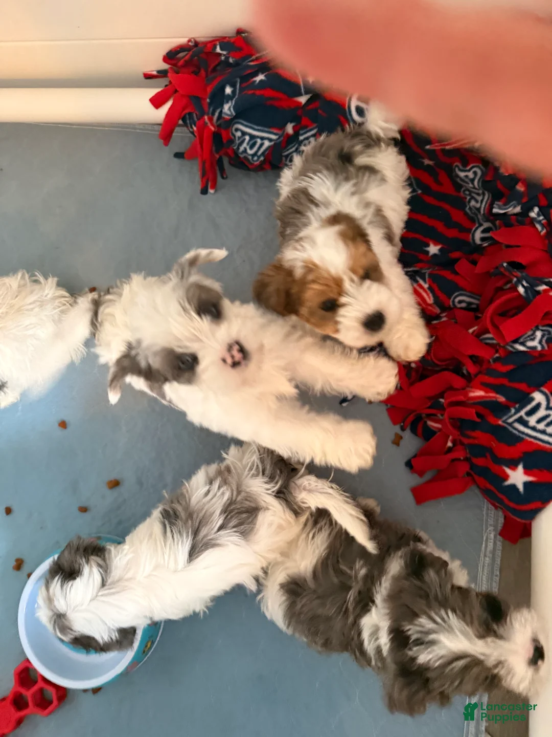 Yorkshire Terrier dogs for sale: Stanley  - Ad 2