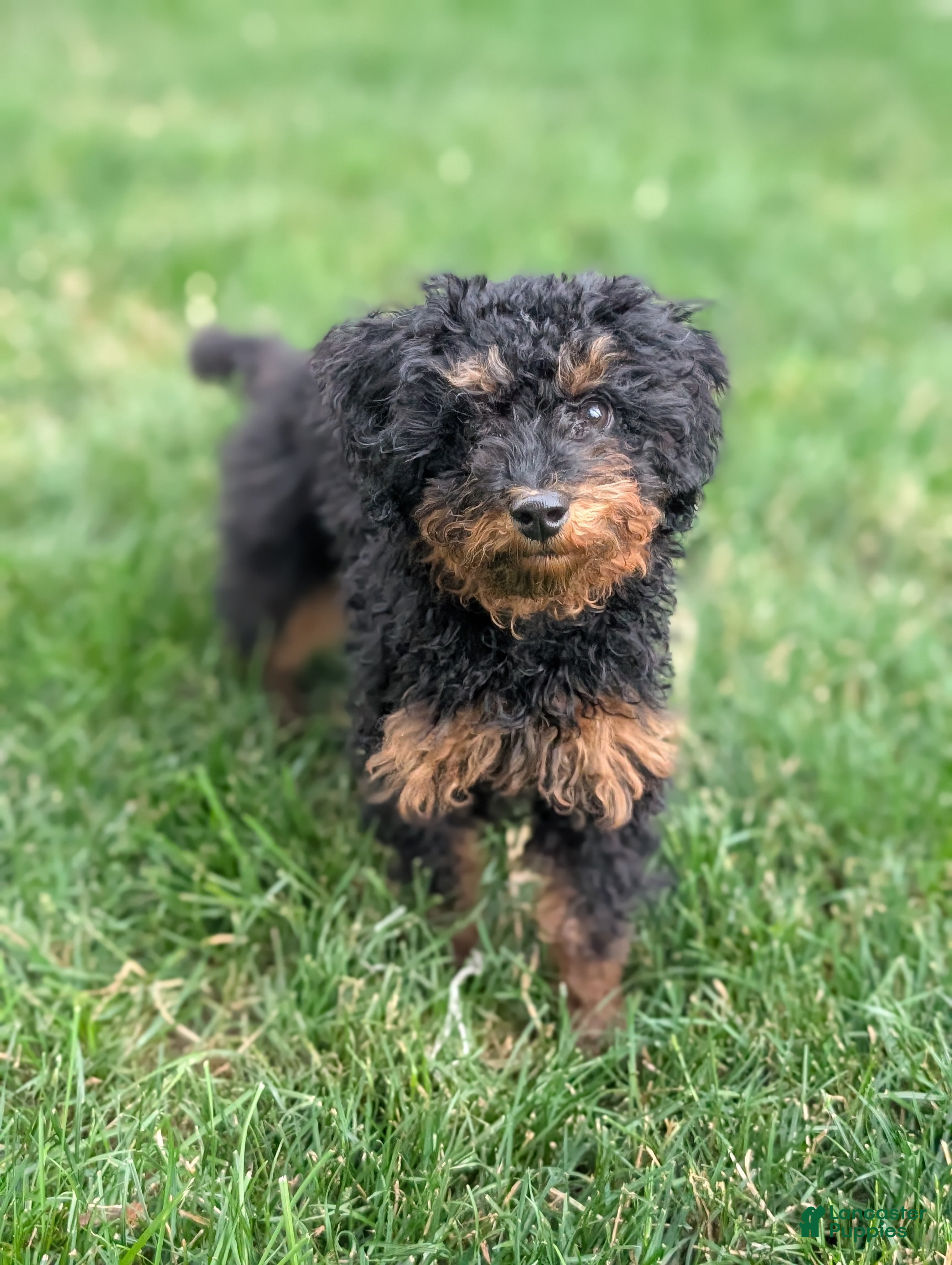 Miniature Poodle dogs Koa - Ad 2