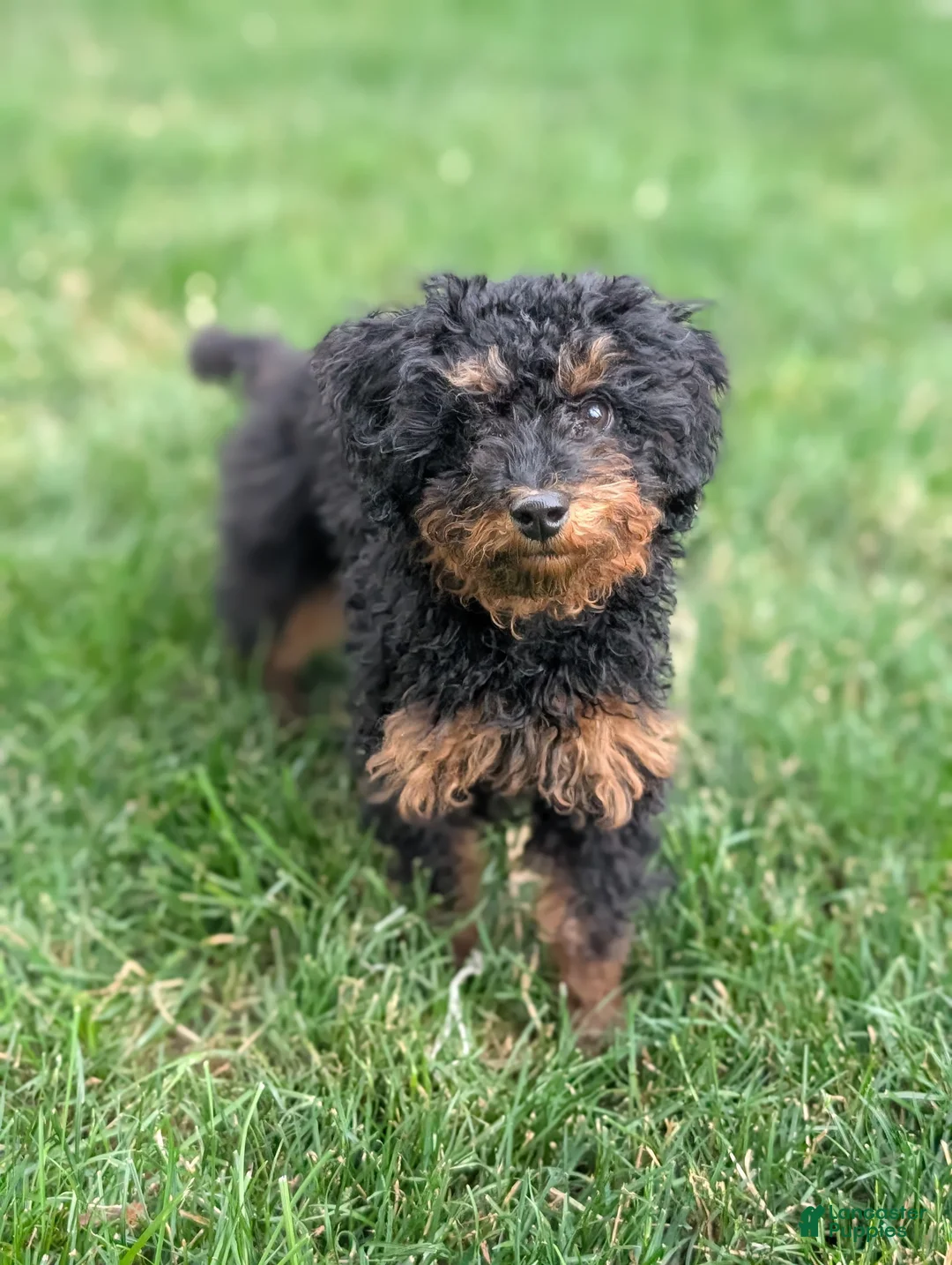 Miniature Poodle dogs for sale: Koa - Ad 2