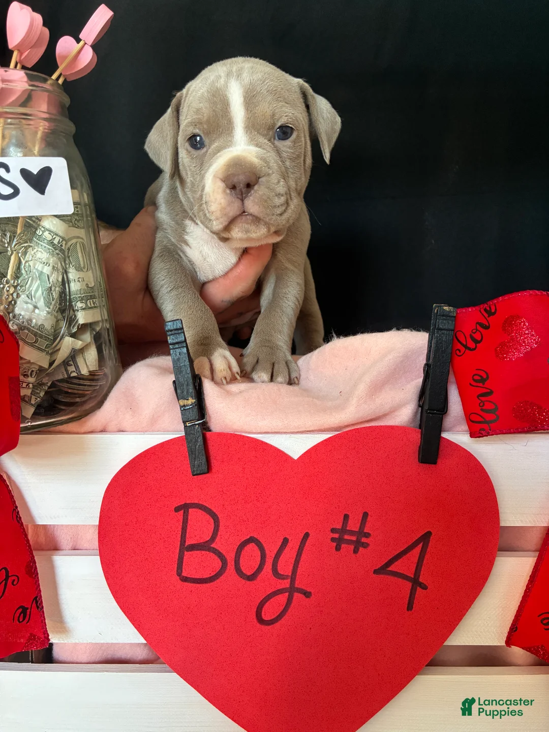 Olde English Bulldogge dogs for sale: Olde English Bulldogge Puppy 4 - Ad 5