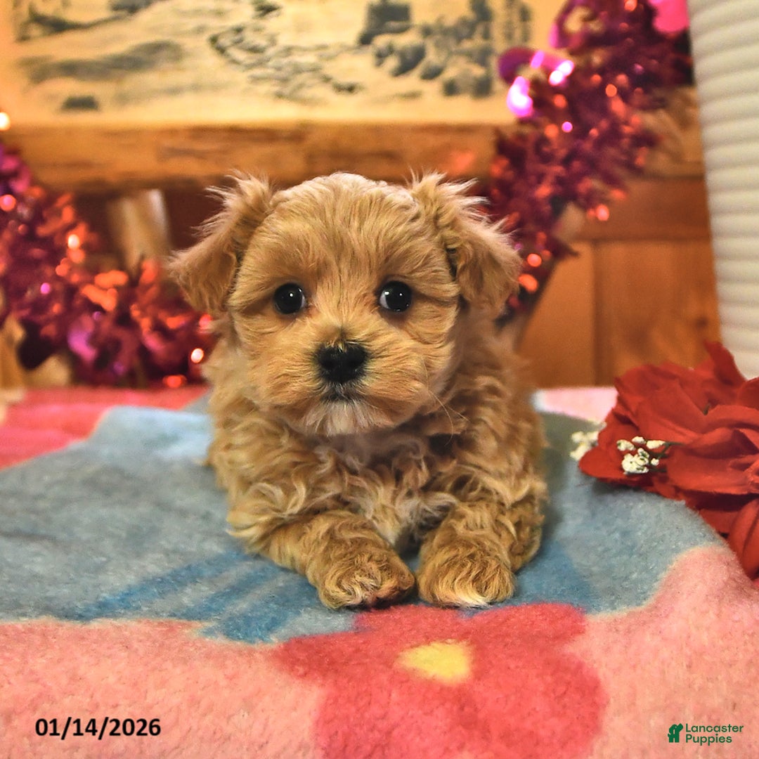 Maltipoo dogs for sale: Tiger - Ad 4