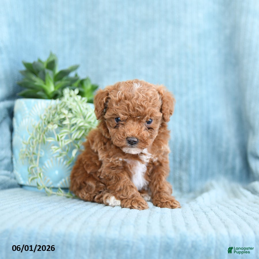 Toy Poodle dogs Rita - Ad 1