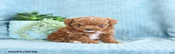 Toy Poodle dogs for sale: Rita - Ad 1