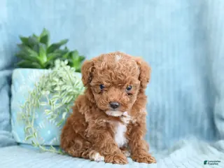 Toy Poodle dogs for sale: Rita - Ad 1