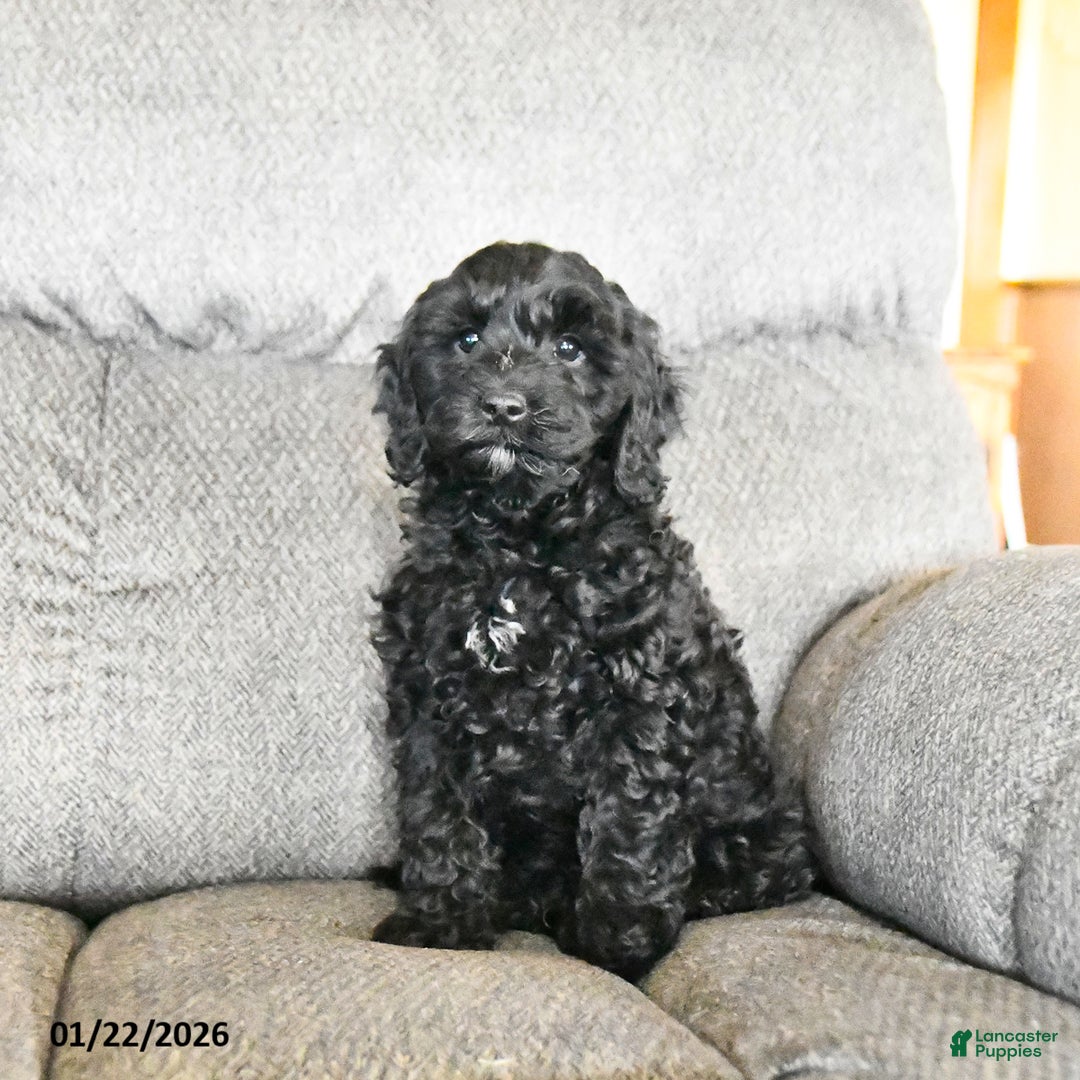 Cockapoo dogs for sale: Milo  - Ad 3