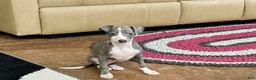 Italian Greyhound dogs for sale: Mj - Ad 9
