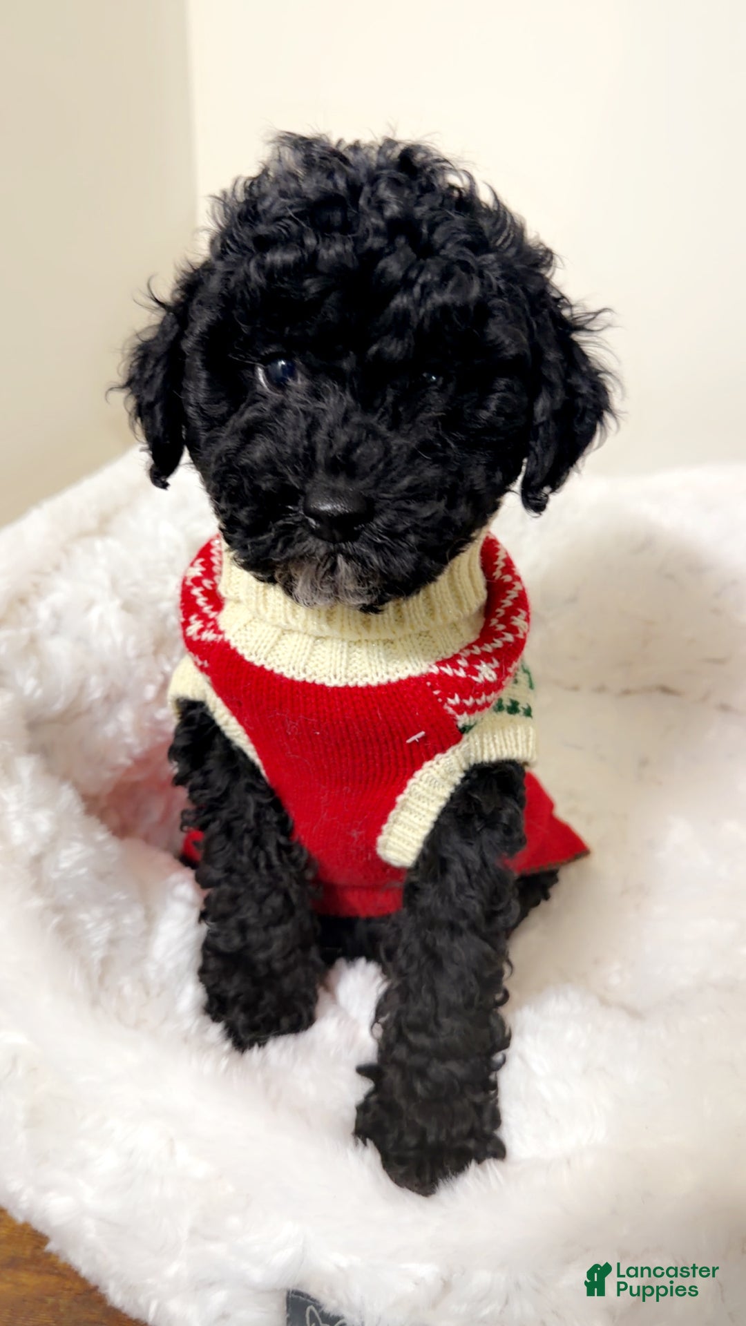 Maltipoo dogs for sale: Rover  - Ad 2