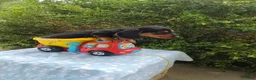 Miniature Dachshund dogs for sale: Jeffy - Ad 2