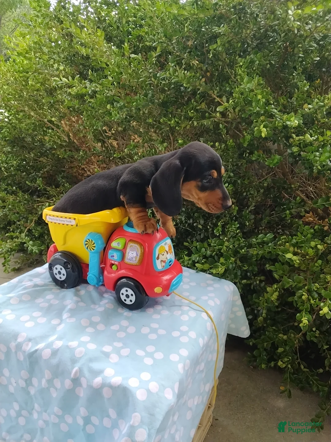 Miniature Dachshund dogs for sale: Jeffy - Ad 2