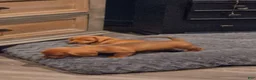 Miniature Dachshund dogs for sale: Miniature Dachshund 1 - Ad 16