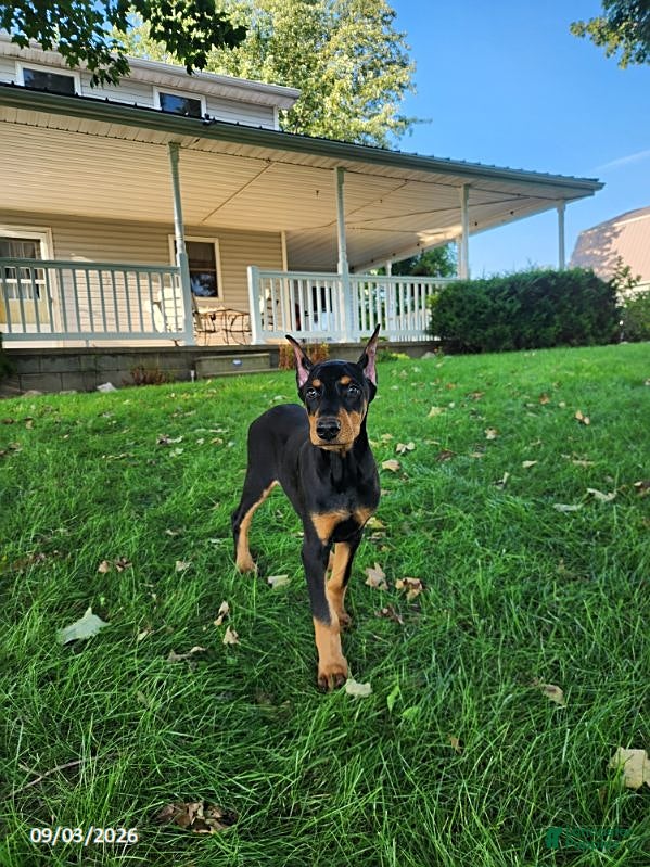 Doberman Pinscher dogs Karla - Ad 1